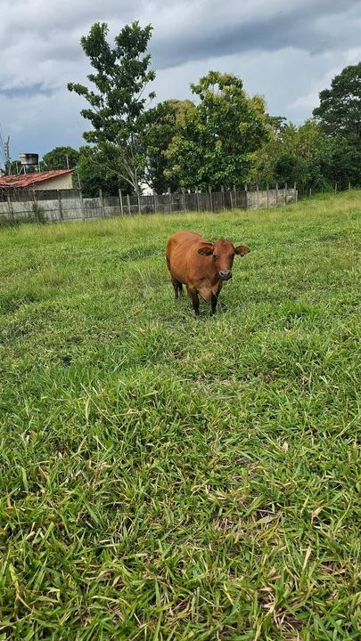 Mini vaca leiteira topissima  - Foto 3