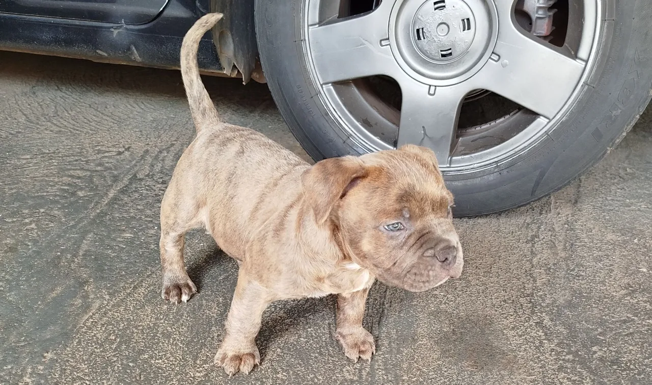 Filhote American Bully