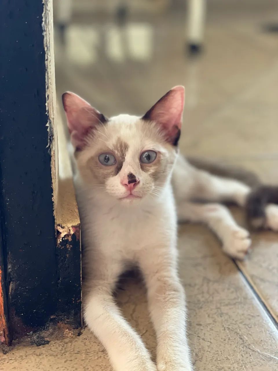 Fêmea para adoção  - Foto 2