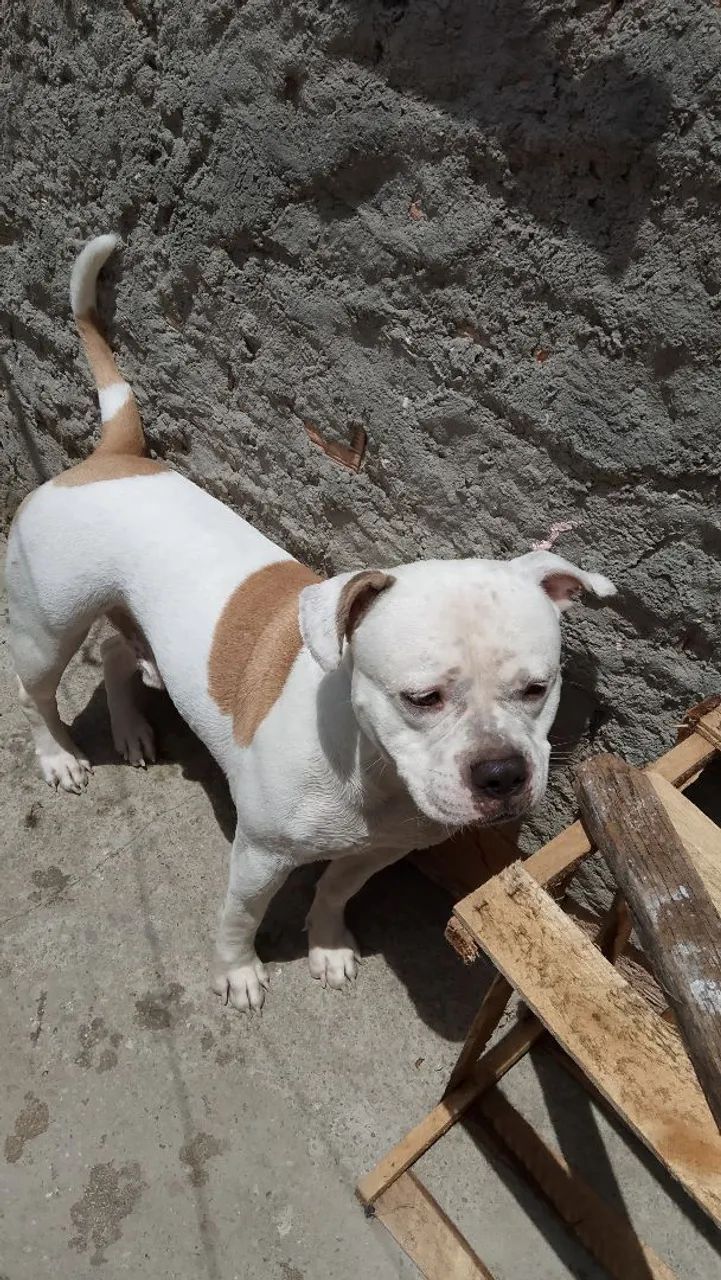 American Bully para cruzar.  - Foto 2
