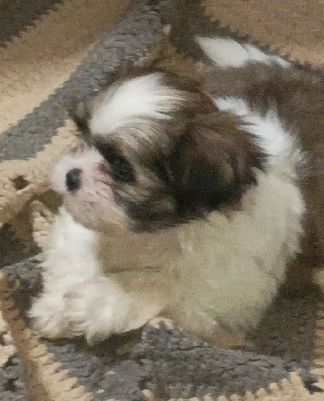 Shih Tzu Fofo vende - Foto 2