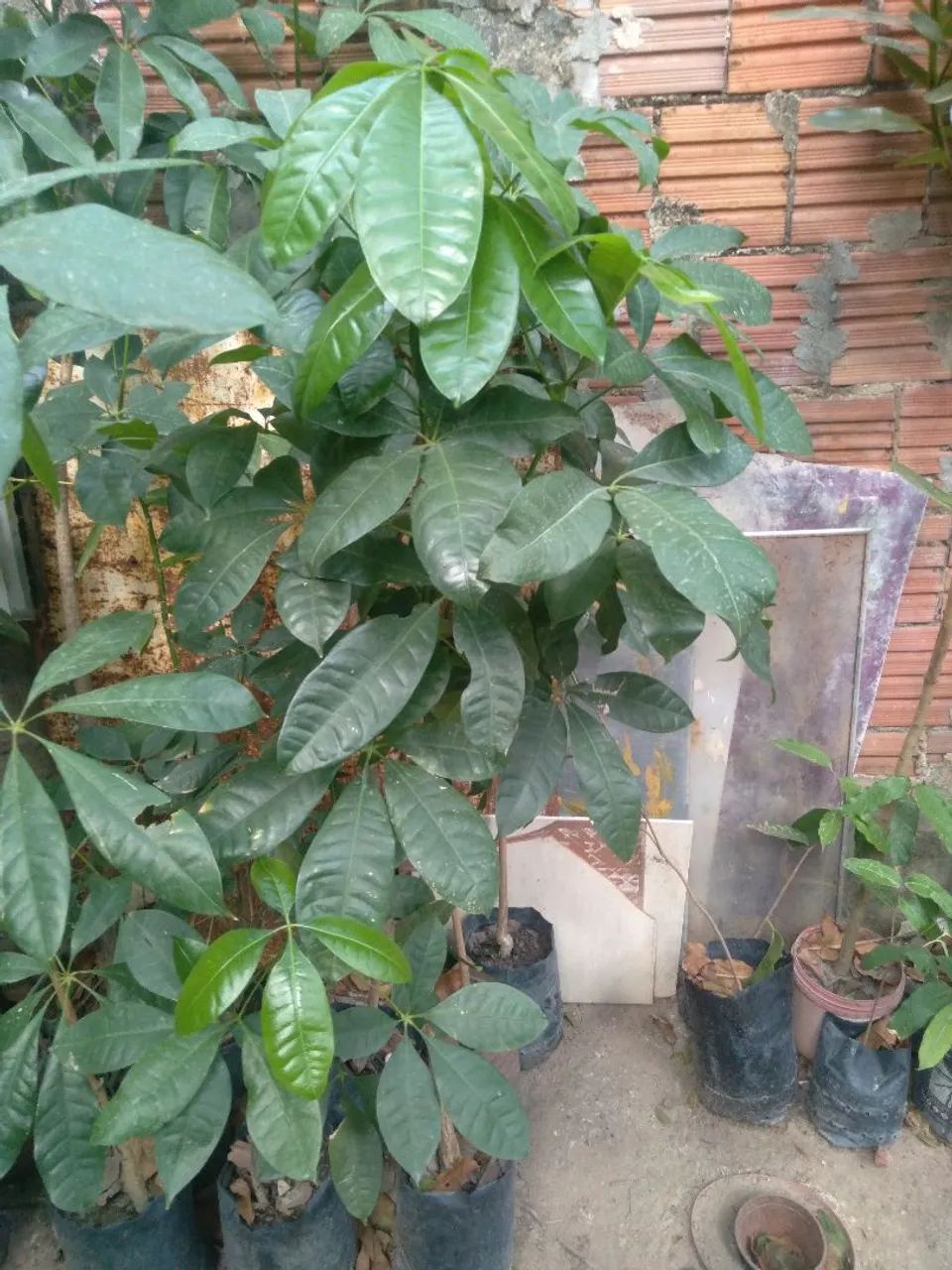 Muda de mogumba - Foto 4
