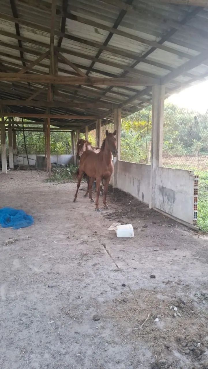 Vende-se dois mangalarga Machador puro - Foto 3