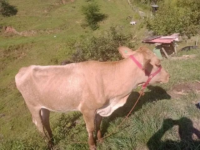 Vendo.novilhas - Foto 3