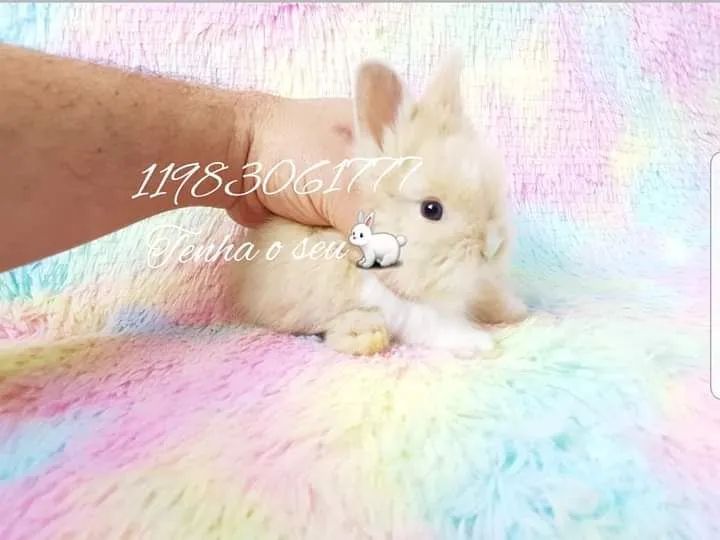 Mini coelho anao lion teddy, alegra sua família, mini pincher