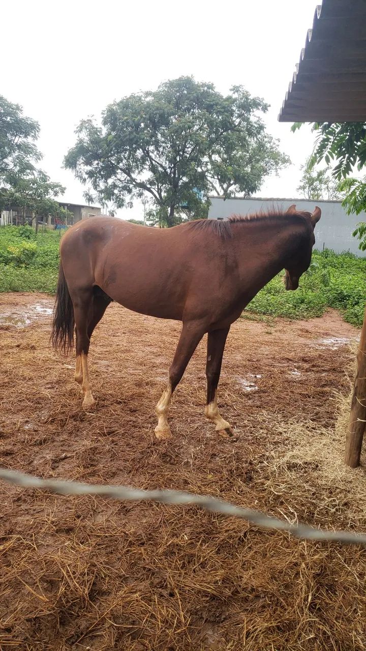 Vende-se cavalos - Foto 5