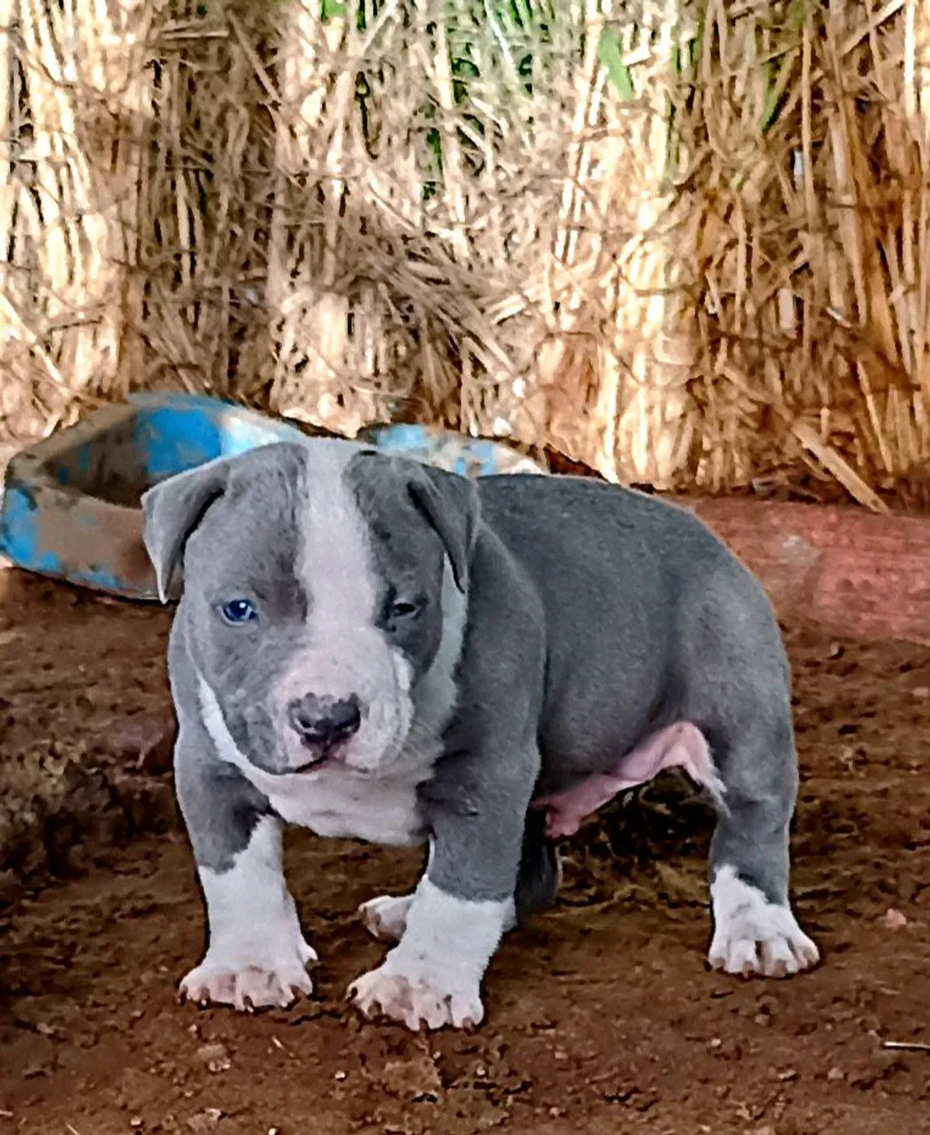 Filhote de Pitbull (pitmonster) - Macho puro