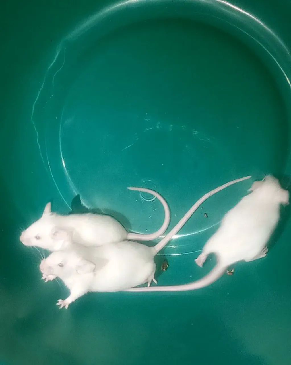 Hamster Camundongo 64650959768065123