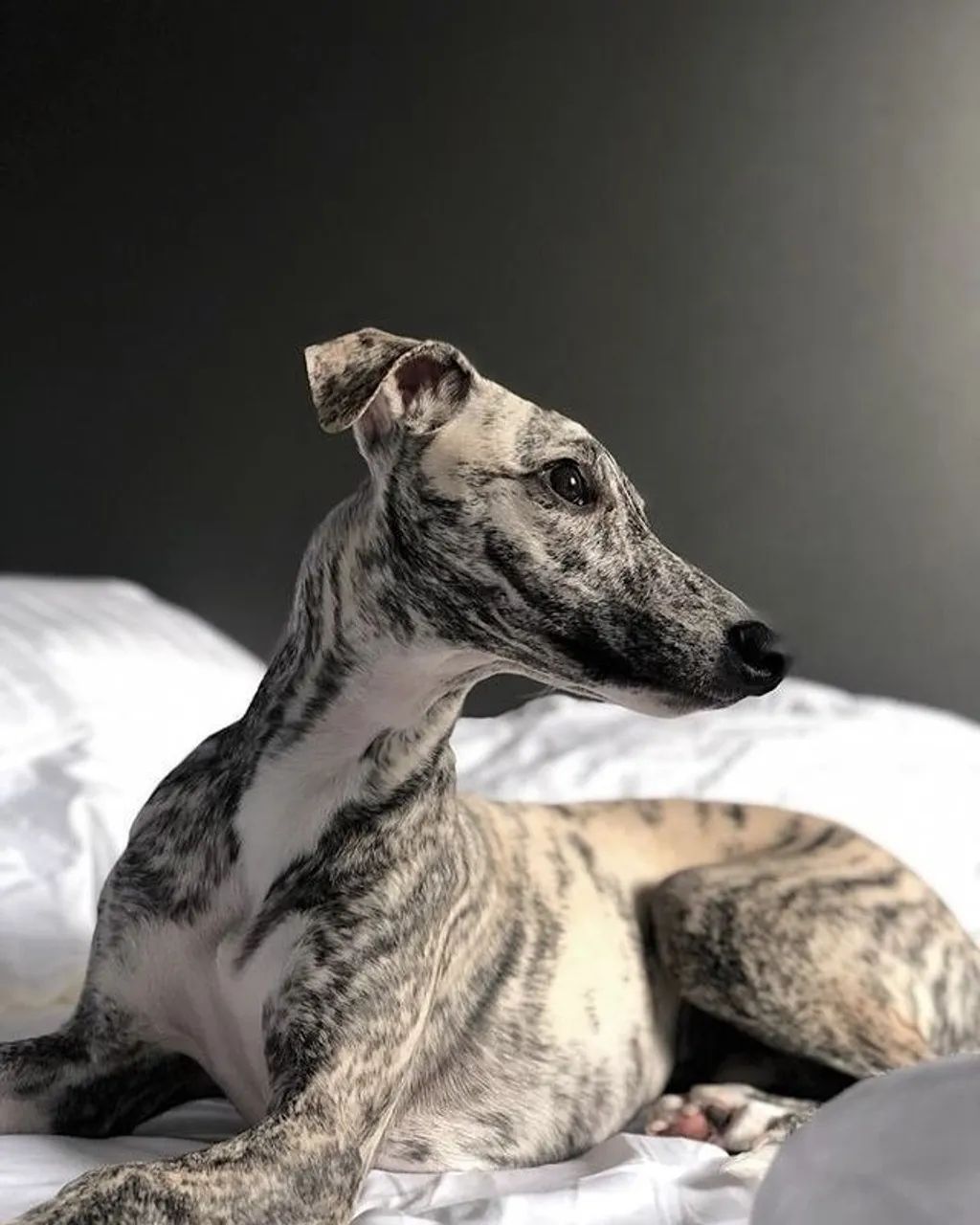 Cachorro da Raça Whippet 