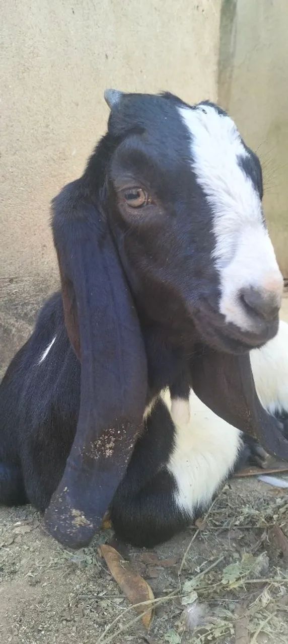 CABRITO com pelagem preta e branca - Foto 3