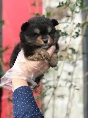 Spitz Alemão, padrão urso e raposa anões, chamar no what's ou ligue * - Foto 2