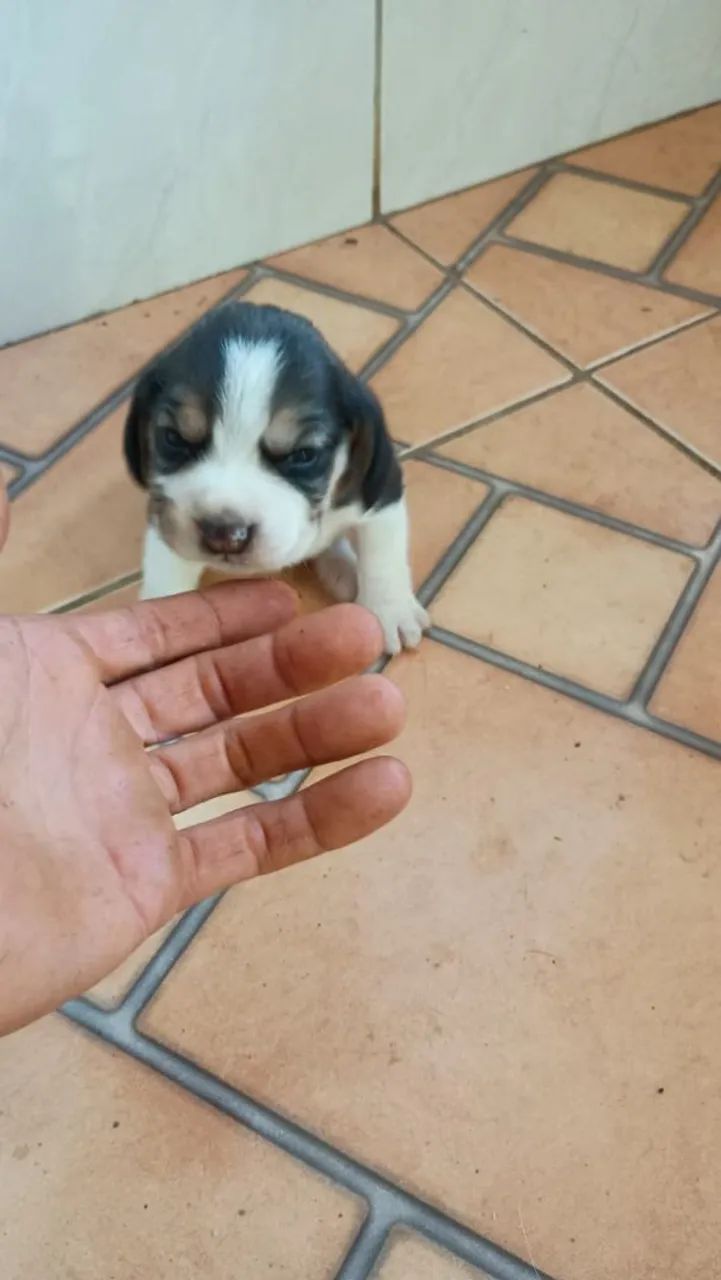 Beagle com pedigree Cachorros Universitário, Belo Horizonte