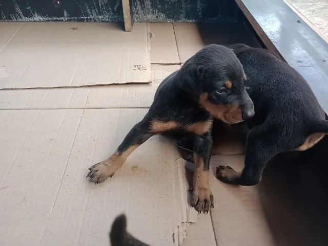 Dobermam filhote a venda pai e mãe com registro da CBKC .