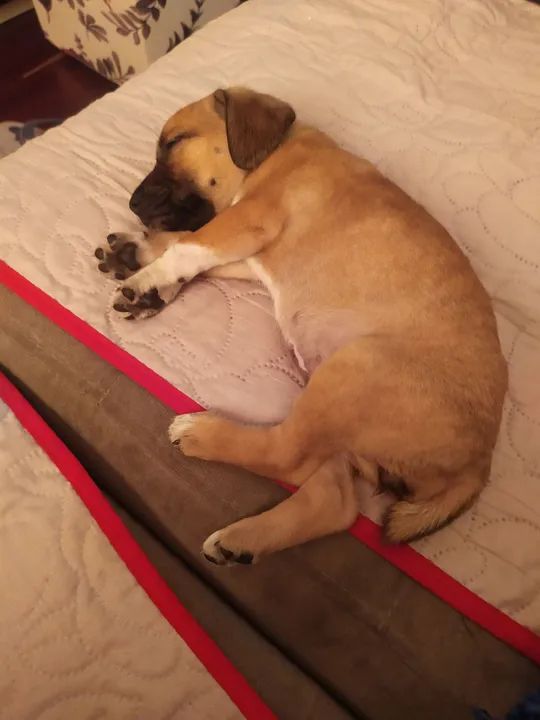 Filhote de cachorro para adoção