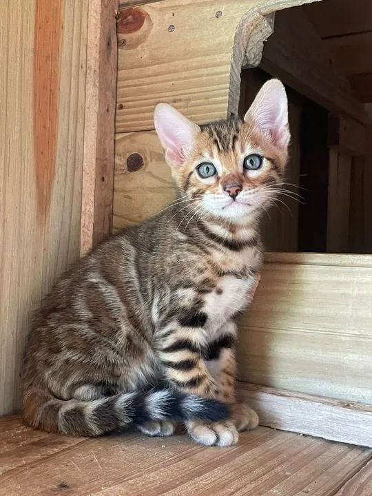 Gatinhos Bengala - Lindos e Carinhosos - Foto 2