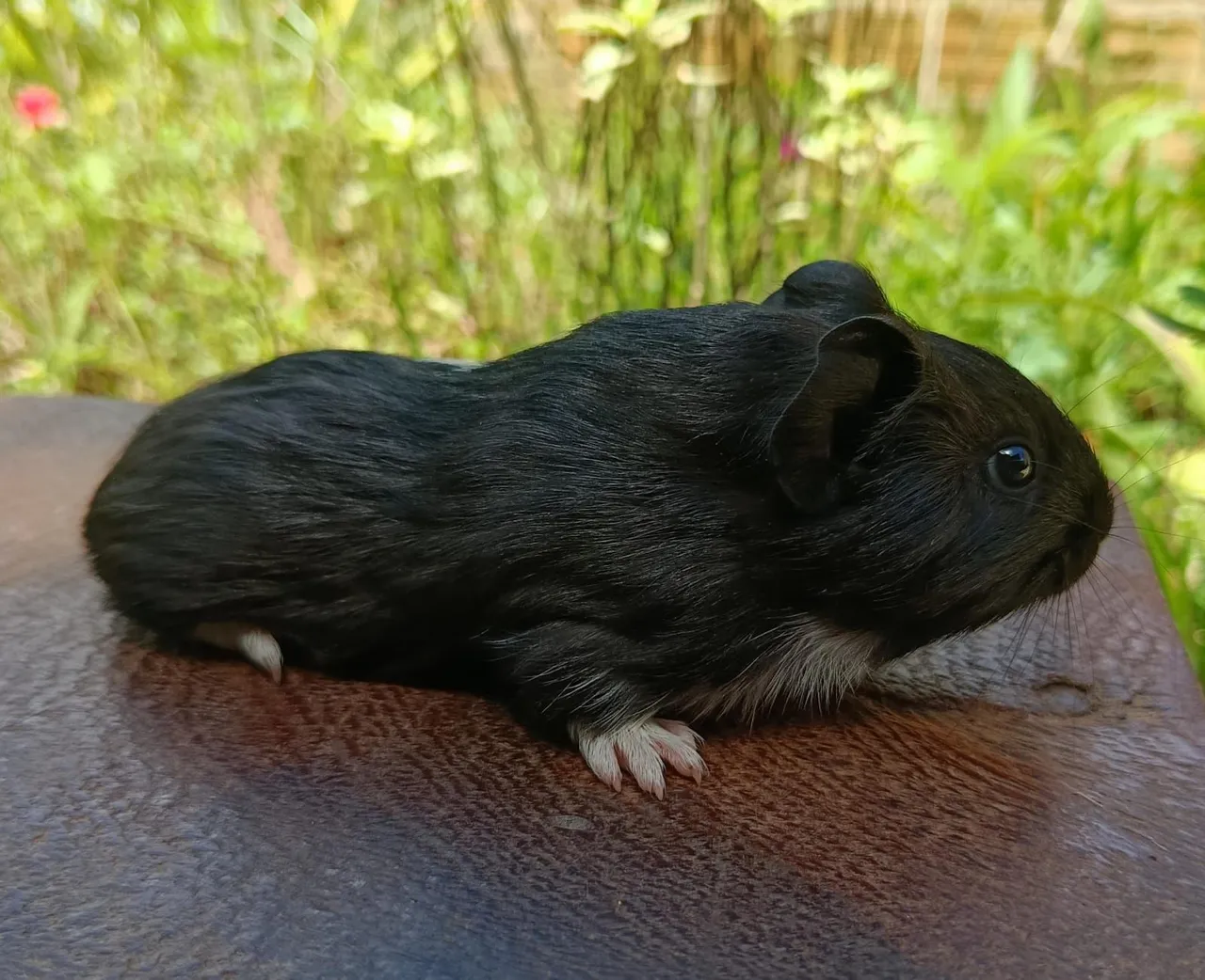 Porquinho da Índia Macho 