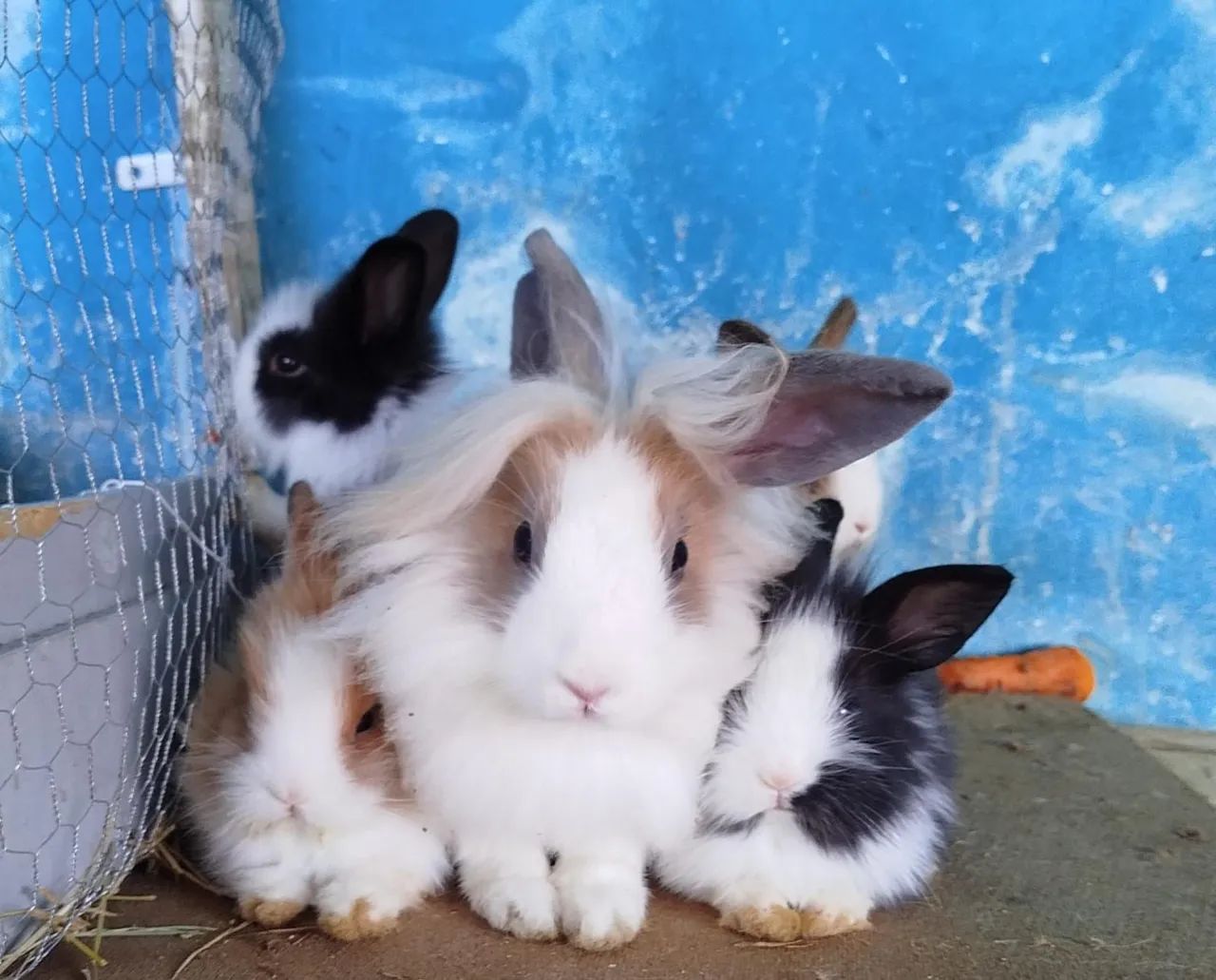 Coelhos filhotes raça Lionheart  - Foto 3