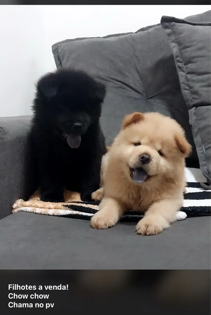 Filhotes de chow-chow 2 femias