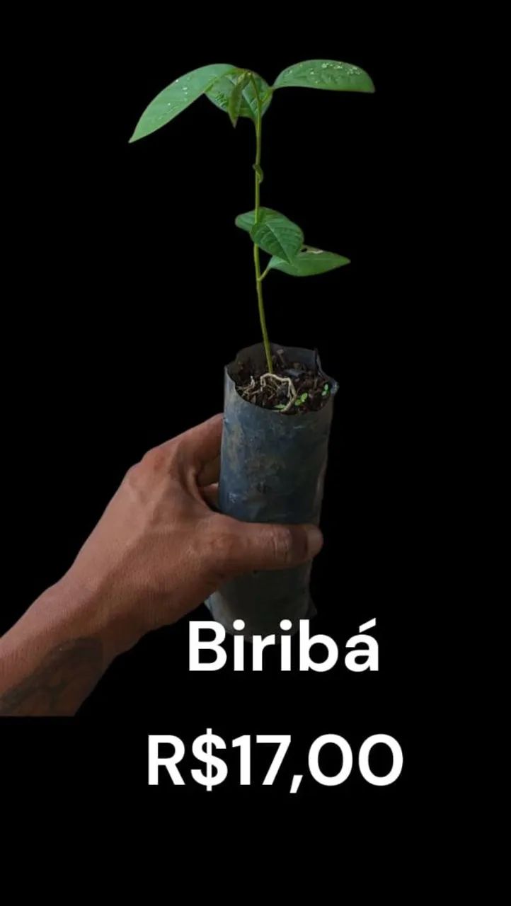 Terra vegetal - Foto 3