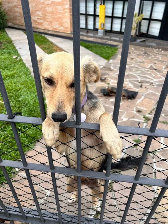 Cachorrinha carinhosa - Foto 3