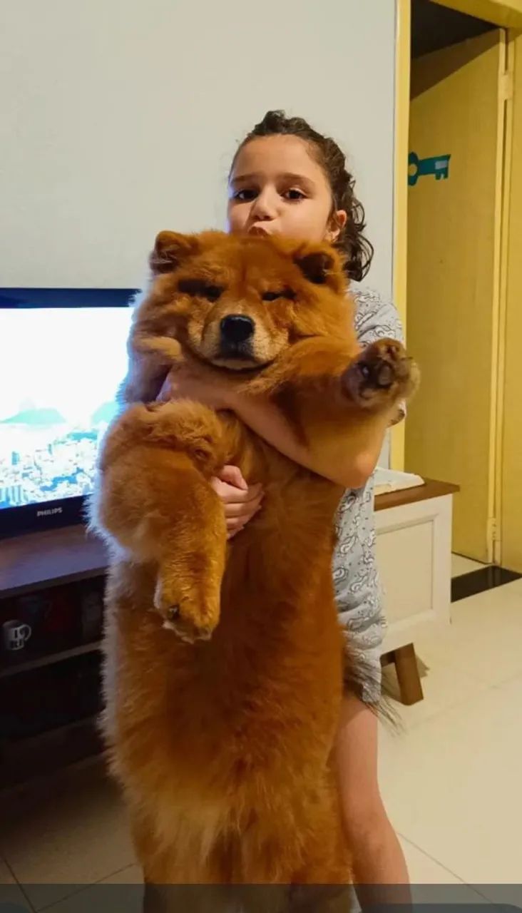 Adoção responsável  - Foto 3