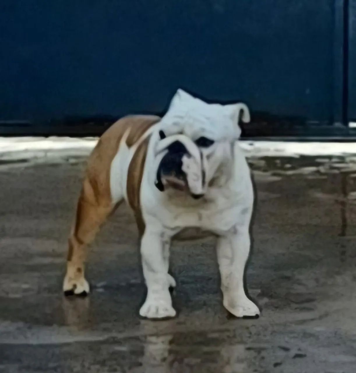Macho Bulldog Inglês (Padreador) - Foto 3