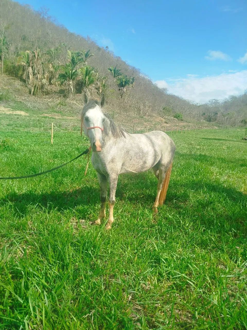 Cavalo bom barato