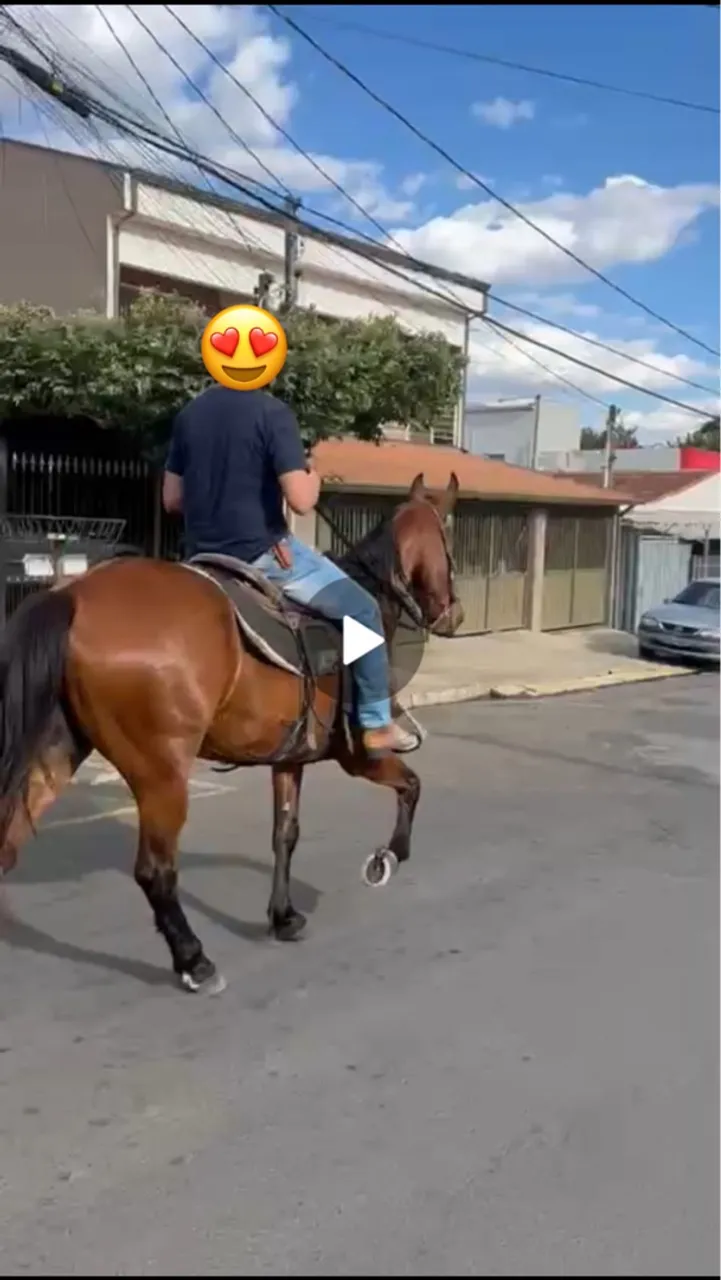 Cavalo Mangolino top!