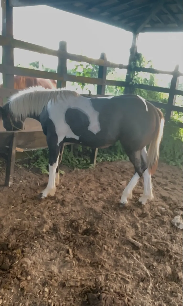 Potro PO Paint Horse vendo ou troco