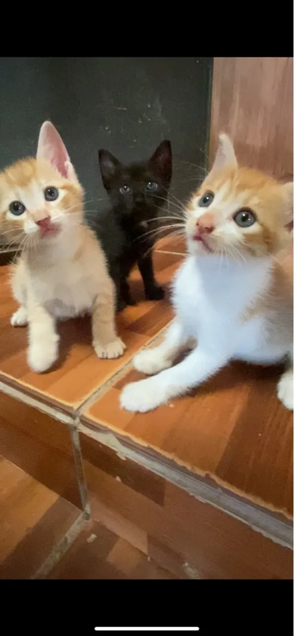 Gatinhos para adoção ?