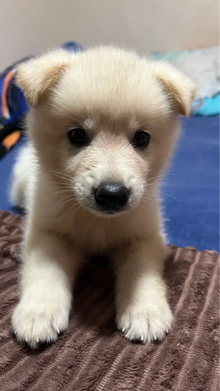 Filhote de Akita