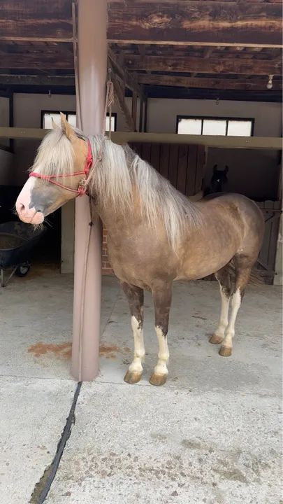 Cavalo crioulo Cuiudo confirmado  - Foto 4