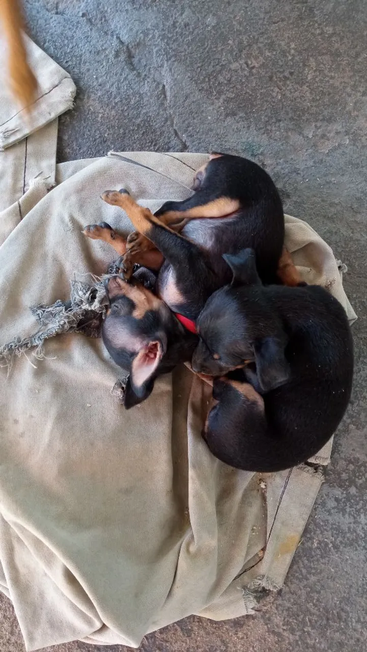 Filhotes de Pinscher a venda