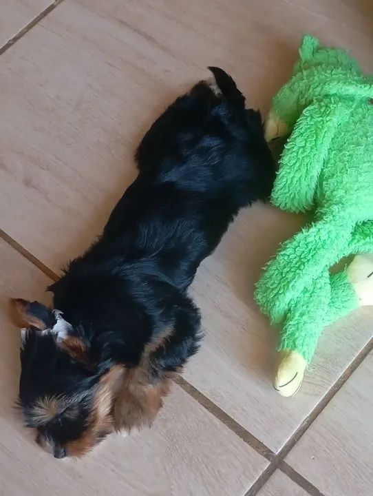 Yorkshire Terrier filhote - Foto 3