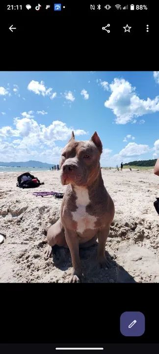 Pitbull Adulto para cobertura  - Foto 2