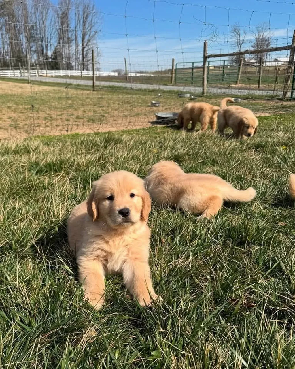 Filhotes adoráveis de Golden Retriever disponíveis!