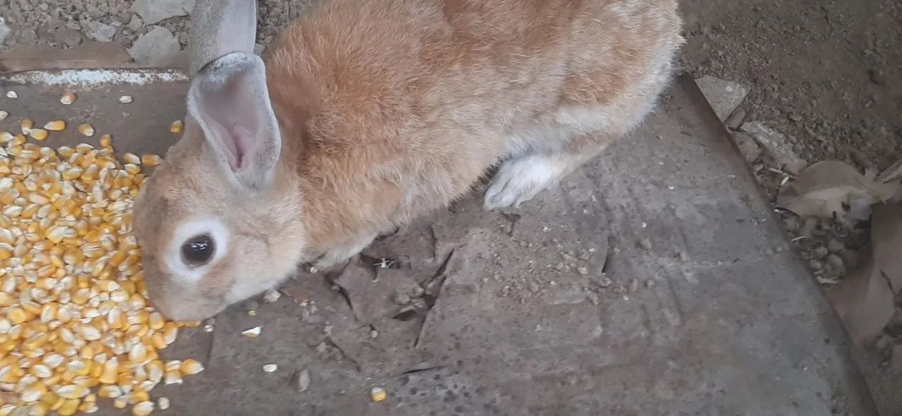 Vende-se coelho  - Foto 2