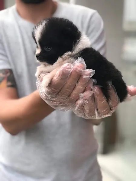 Spitz Alemão, padrão urso e raposa anões, chamar no what's ou ligue * - Foto 3