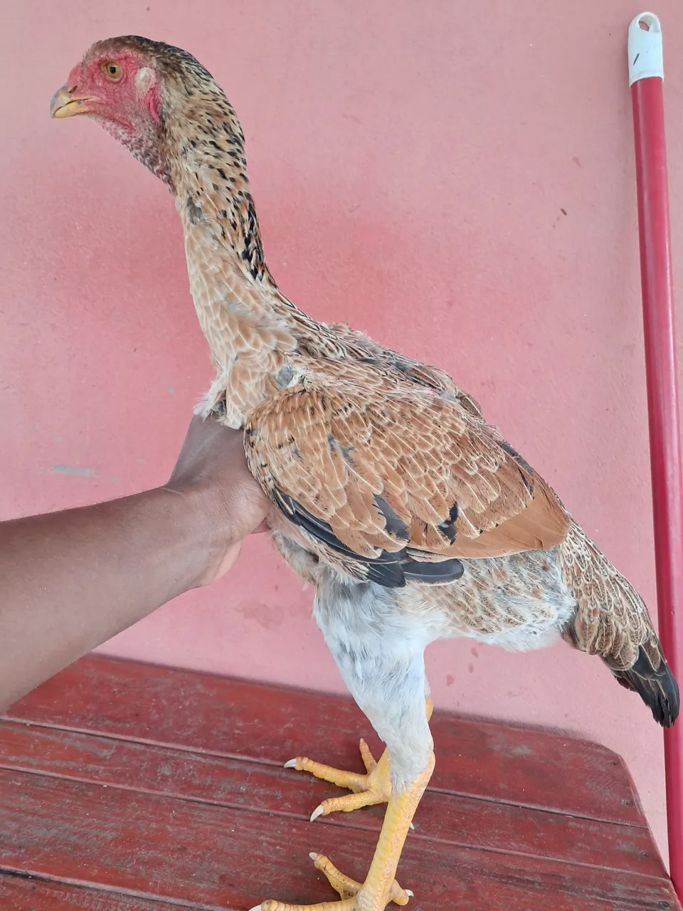 Frango e franga ig