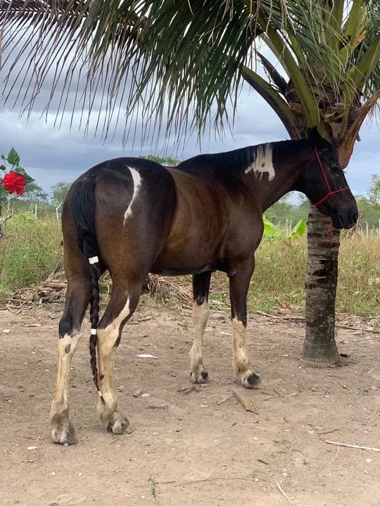 Cavalo Mangalarga  - Foto 2