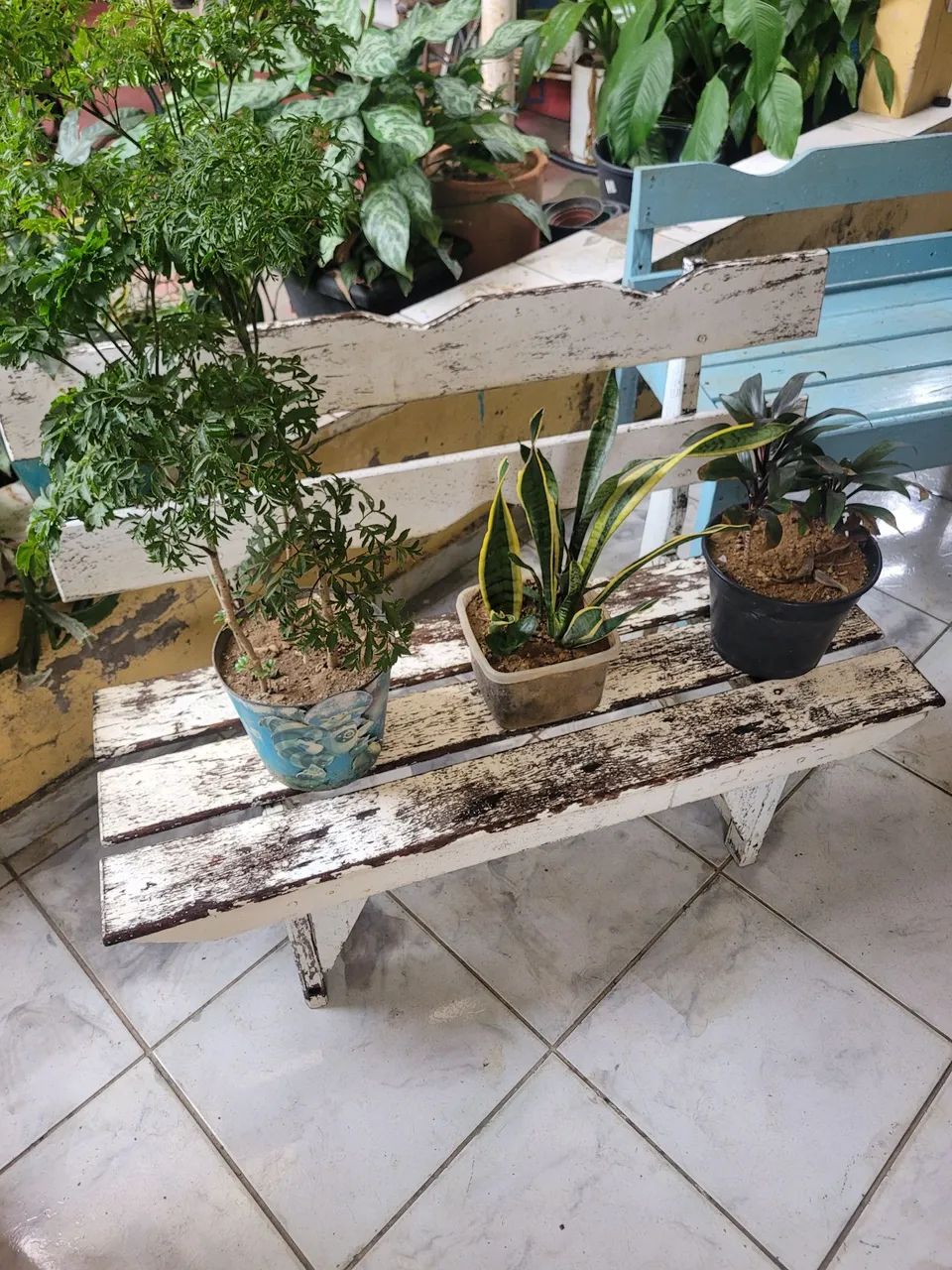 Bancos de Madeira Rústicos para Jardim: - Foto 4