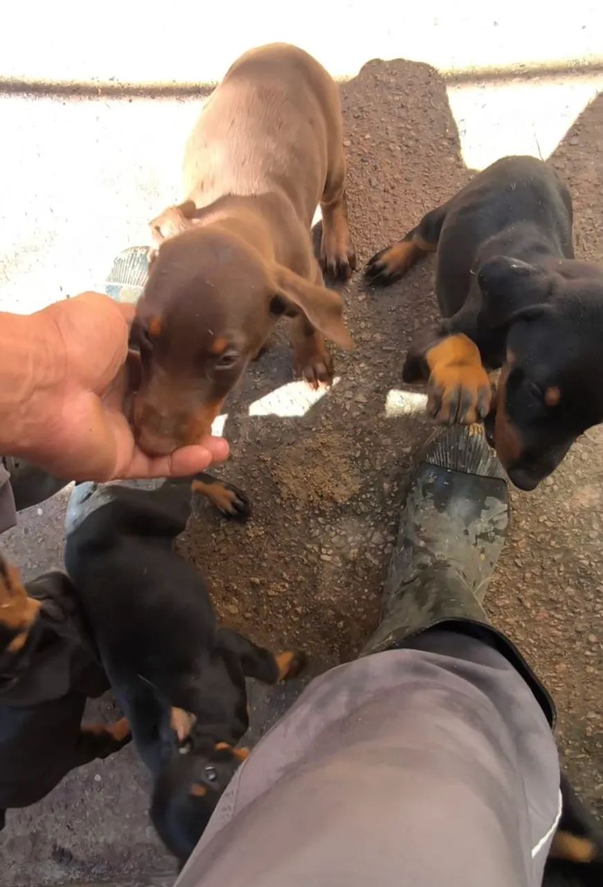 Filhotes de Doberman com 42 dias de vida pães no local 