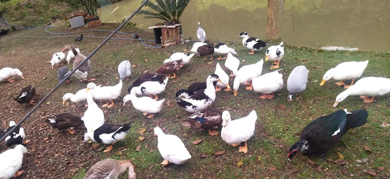 Marrecos macho  - Foto 2