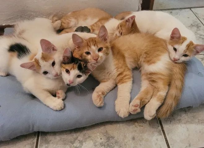 Lindos gatinhos de dois meses e meio