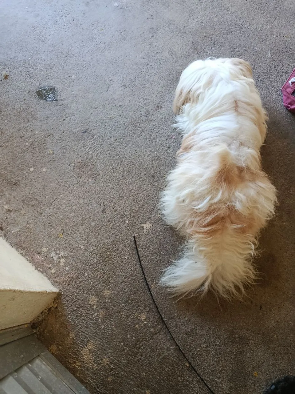Lhasa apso para venda dois anos