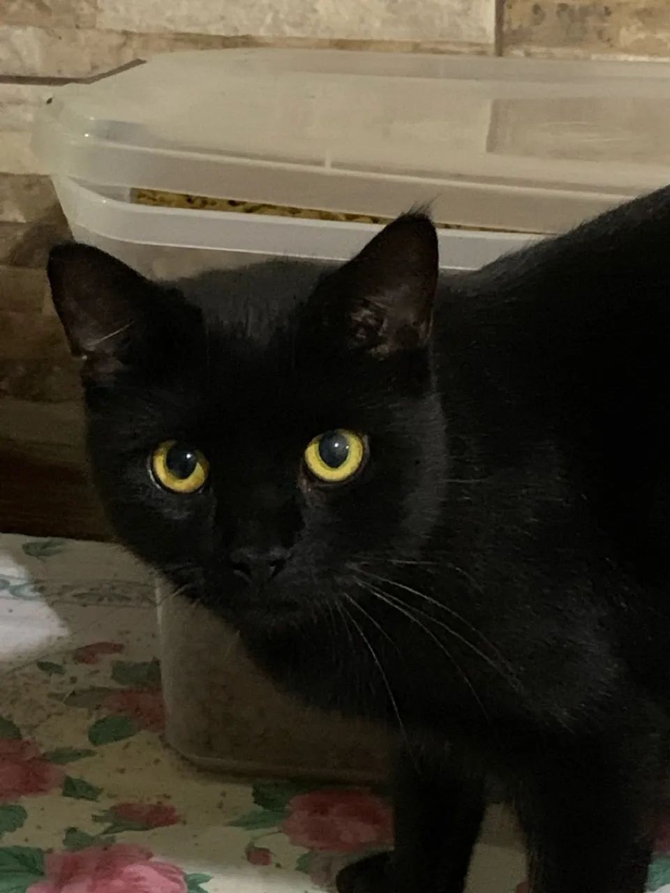 Gatinho preto fofinho para adoção - Foto 2