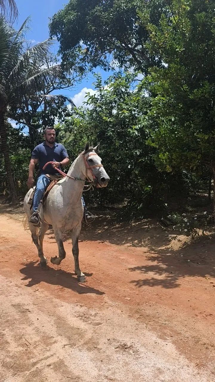 Cavalo  - Foto 3
