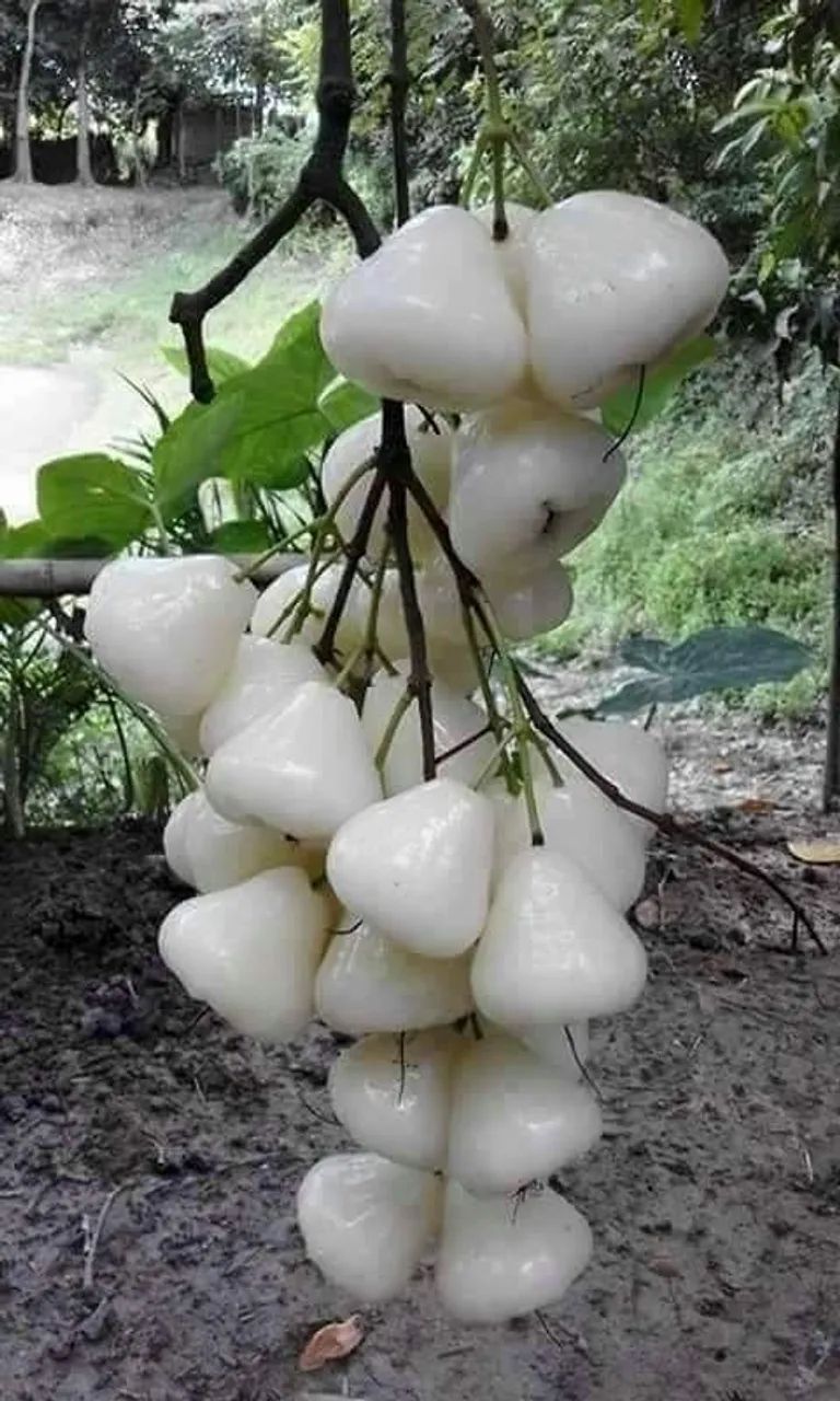 Frutifera Mudas de Jambo Branco Exótico e raro
