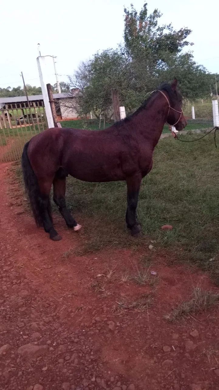 Cavalo crioulo  - Foto 2
