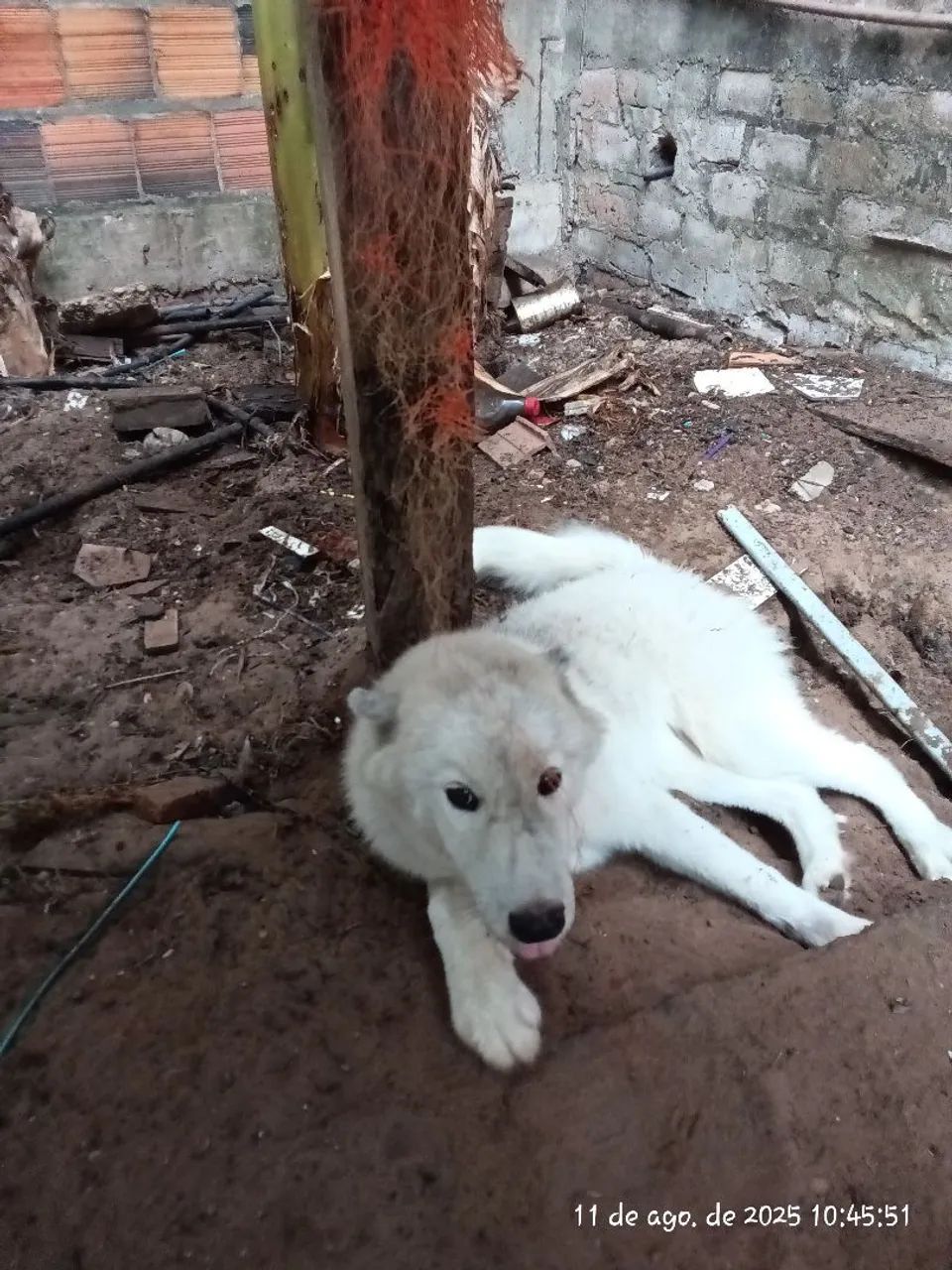 Lindo Husky siberiano  - Foto 2
